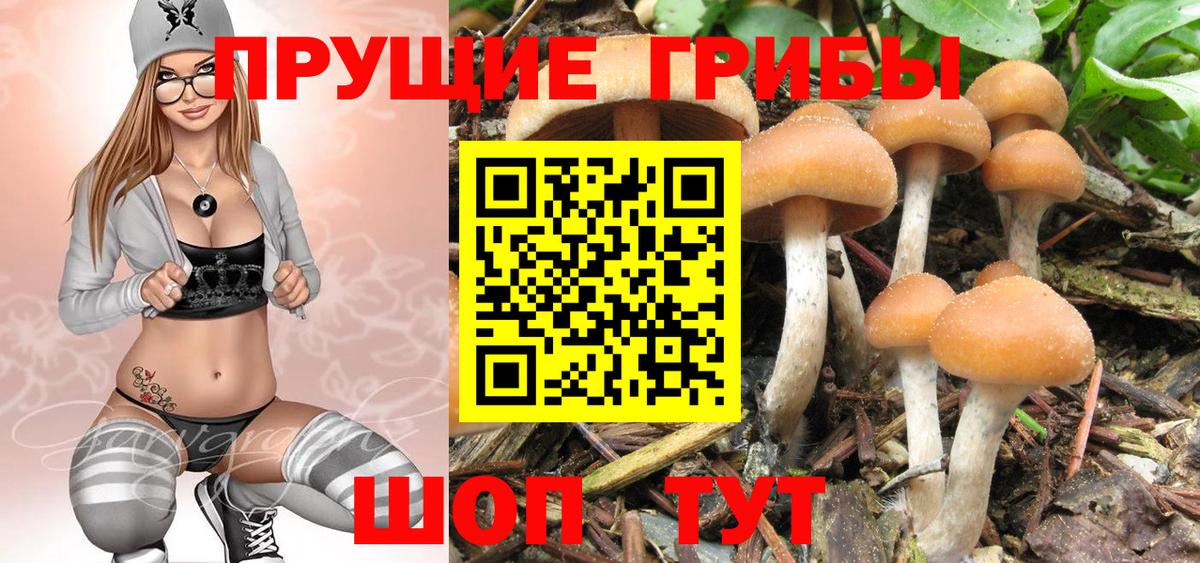 Алексеевка  Псилоцибиновые грибы Psilocybe  Галлюциногенные грибы GOLDEN TEACHER  Вход с VPN 